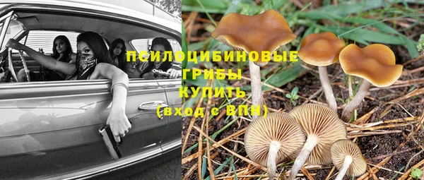 PSILOCYBIN Заволжье