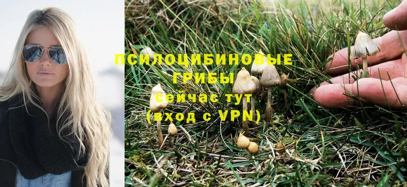 KRAKEN   Кирс  Псилоцибиновые грибы Psilocybine cubensis 